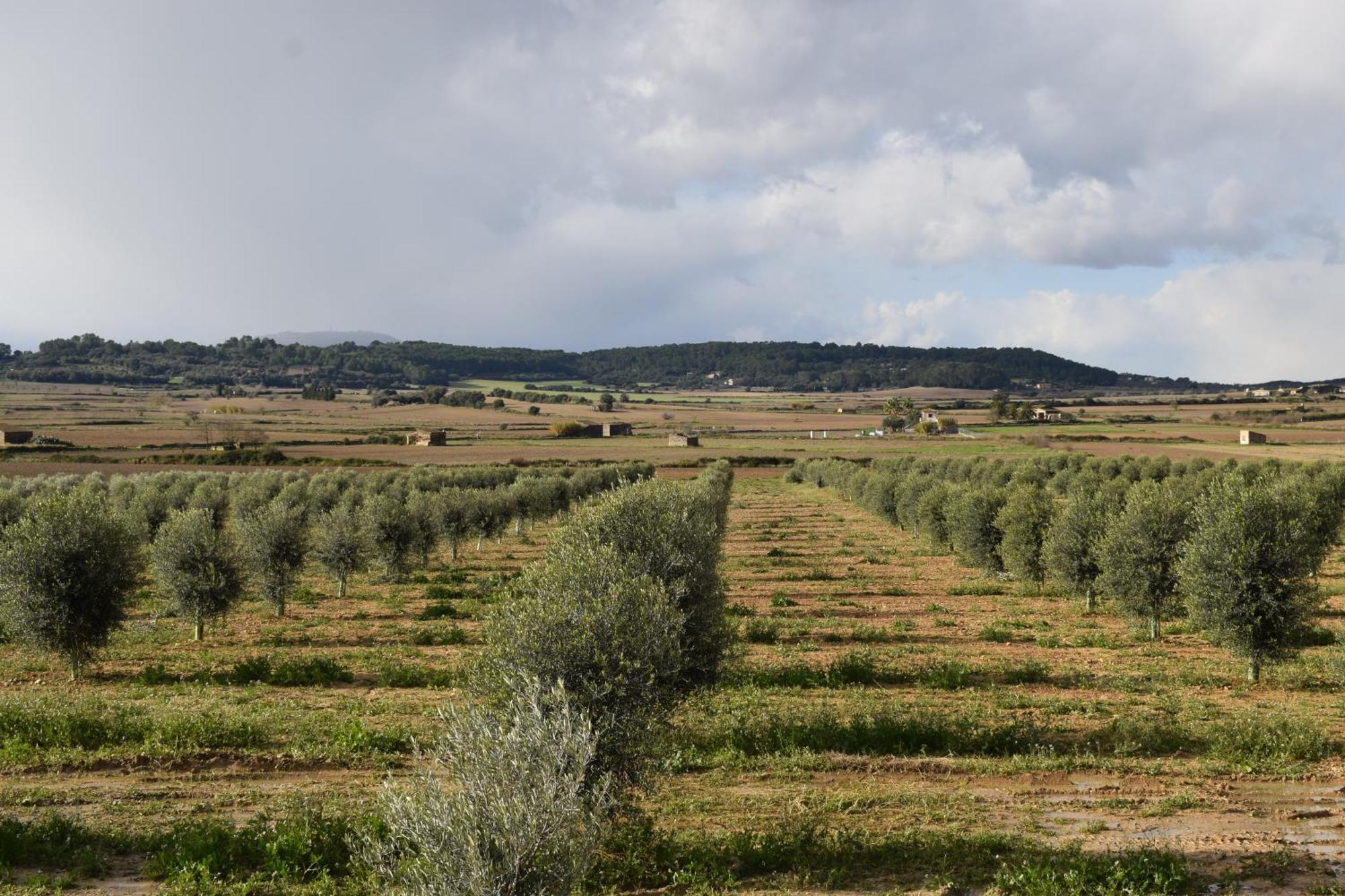 Agroturisme Gossalba Sant Joan Zimmer foto